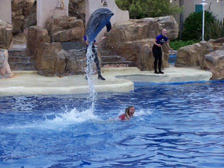 Dolphin Over Trainer
