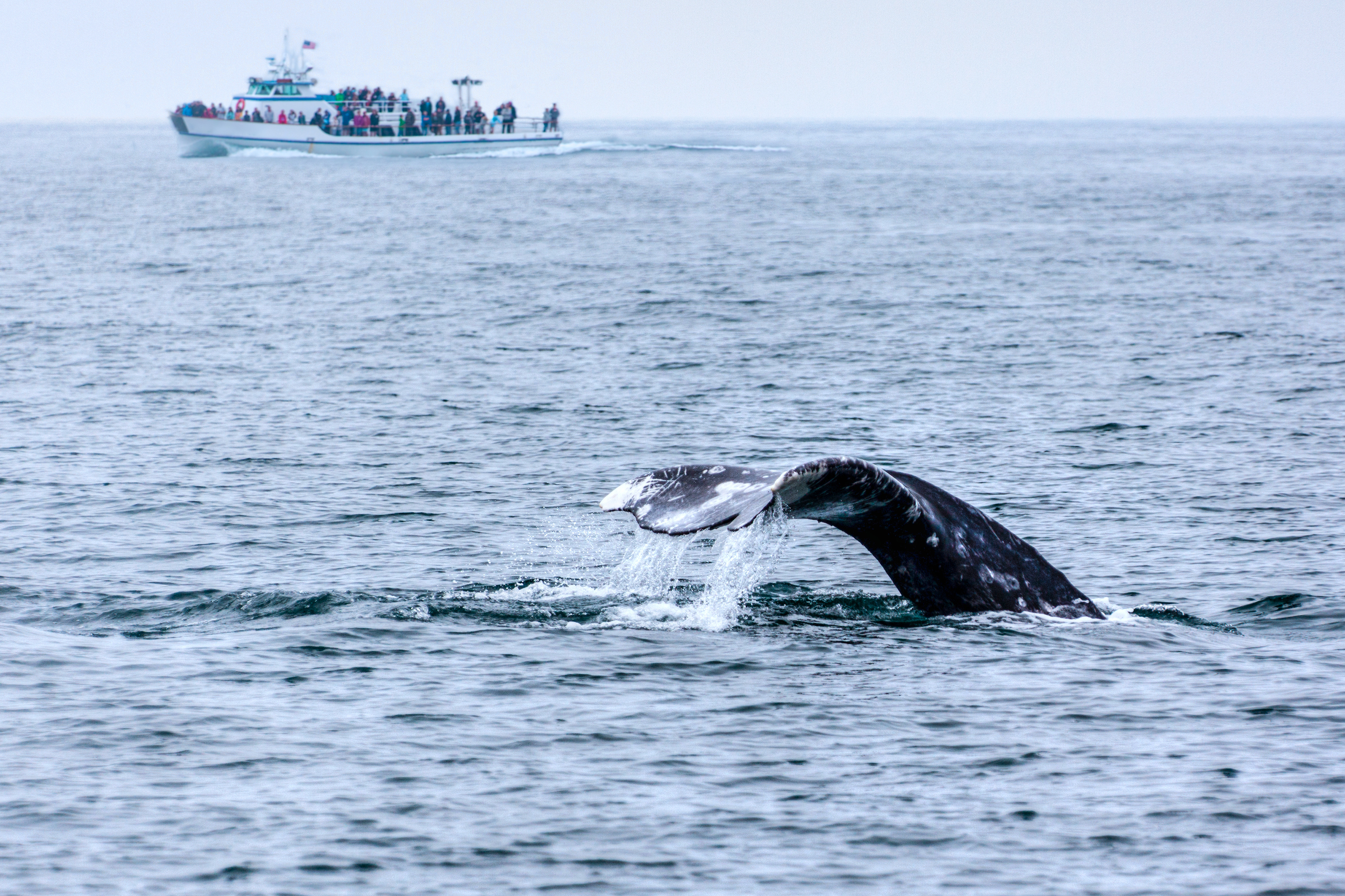 Whale Watching in San Diego