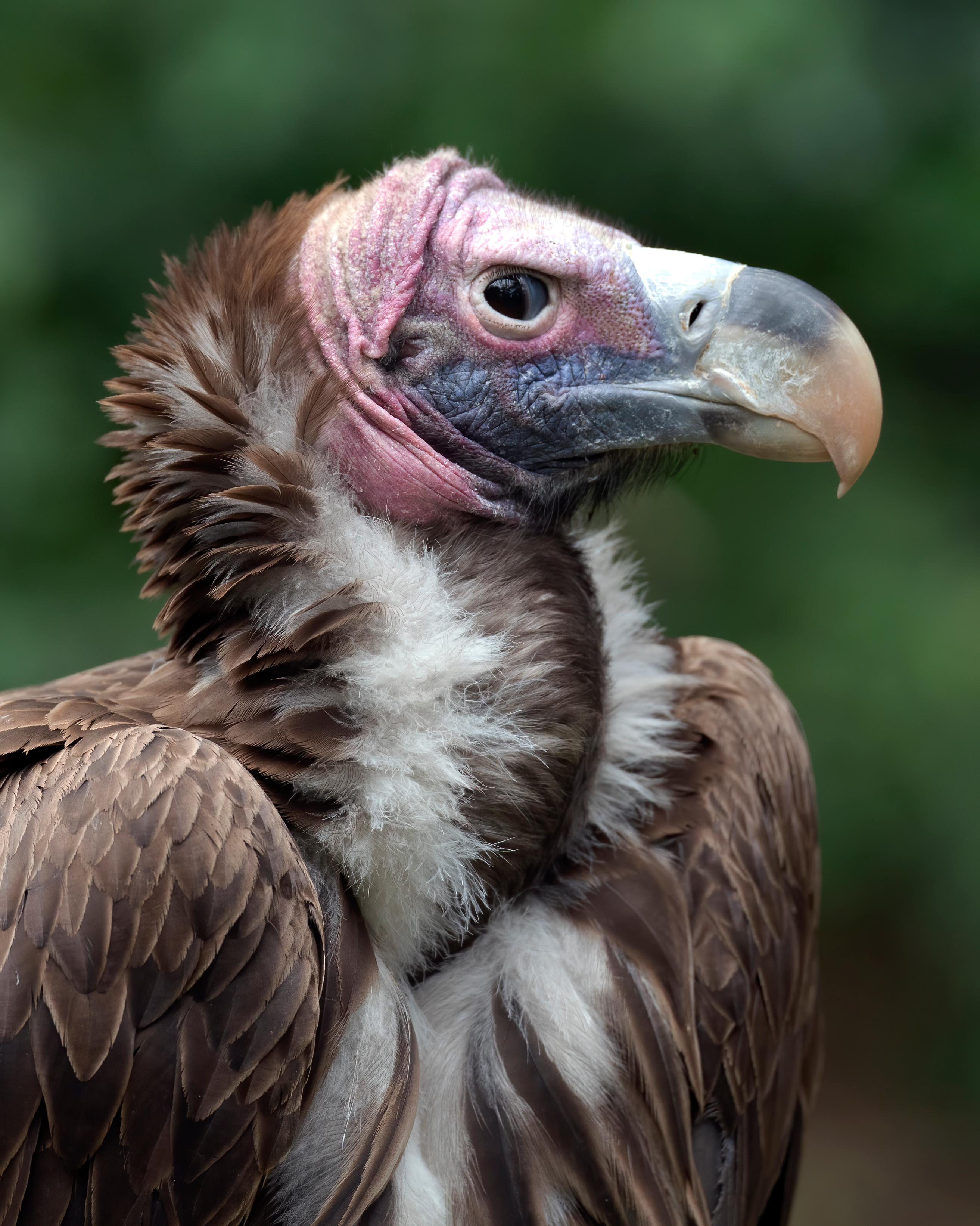 Safari Park Condor
