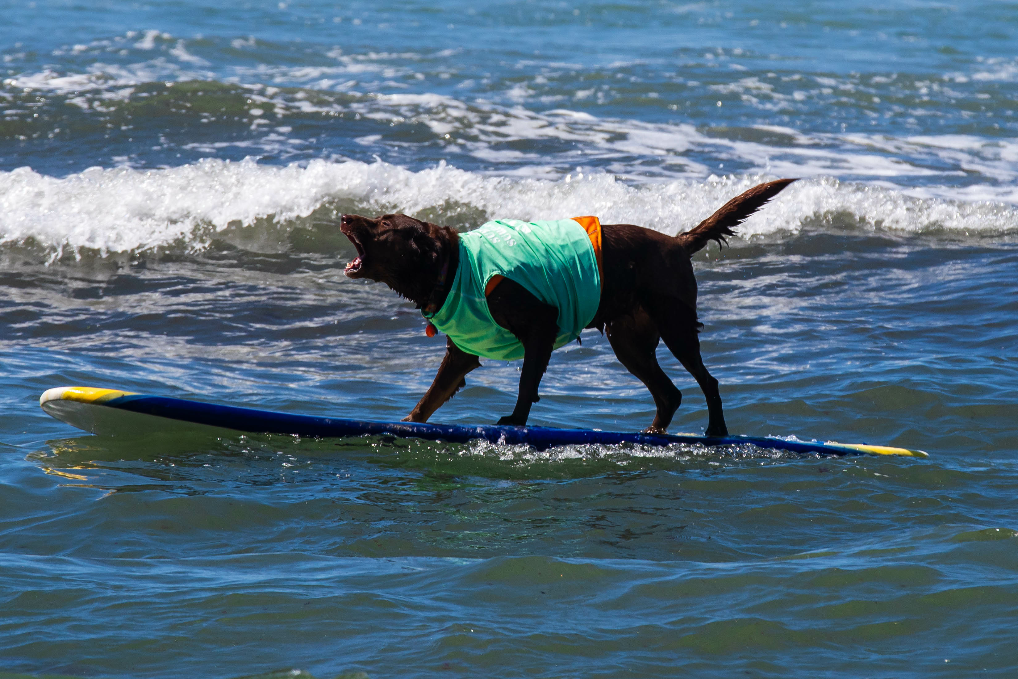 Dog Surfing Del Mar