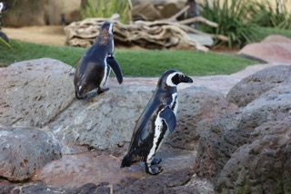 Magellanic Penguins