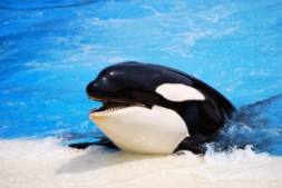 orca.jpg