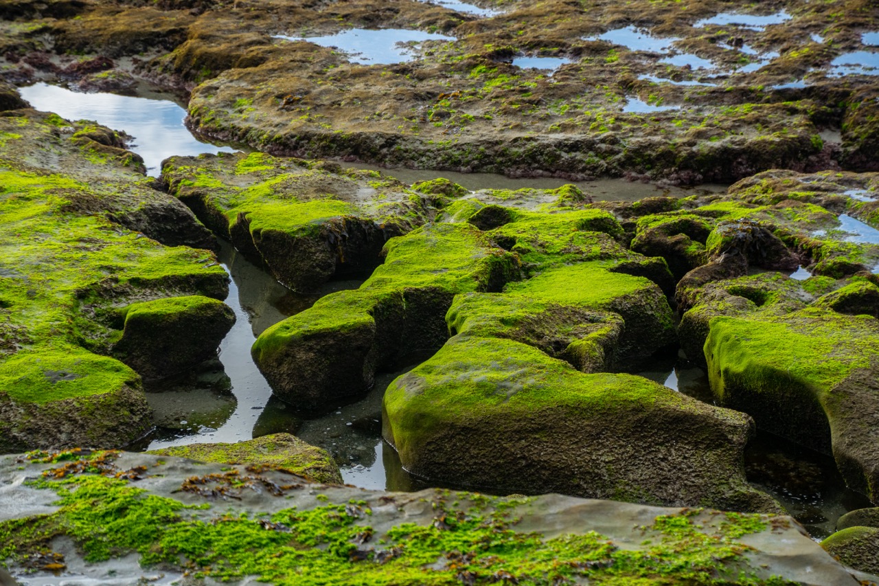 La Jolla Tide Pools