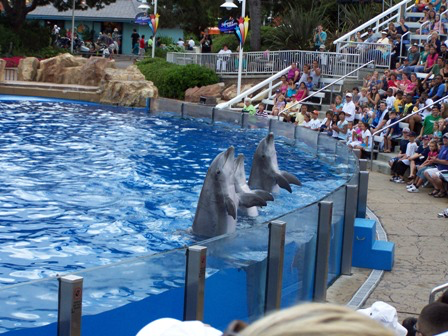 Dolphin Play1