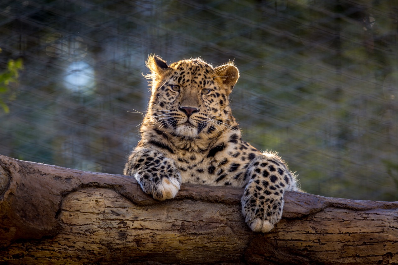 San Diego Zoo Leopard
